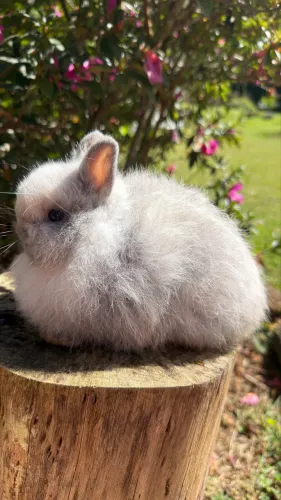 Coelho Netherland Dwarf Magpie Jersey