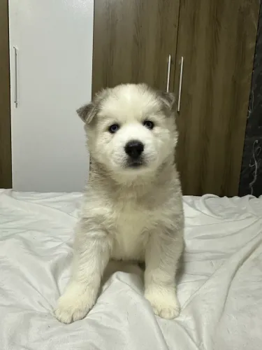Filhote de Husky siberiano
