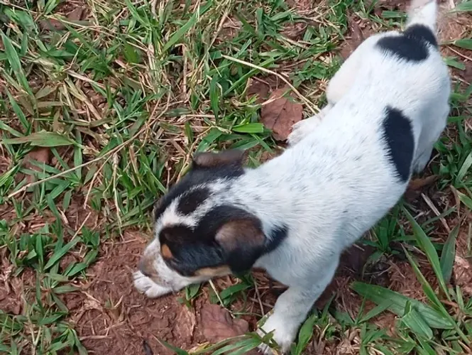 Doação filhotes cachorro