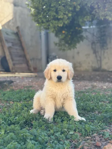 Filhotes de Golden Retriever FOTOS REAIS