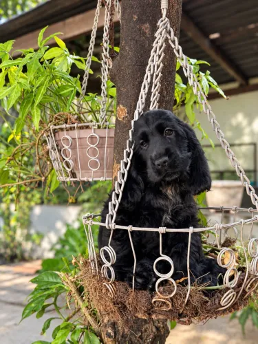 ÚLTIMO FILHOTE DE COCKER SPANIEL INGLÊS DISPONÍVEL- MACHO