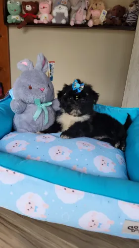 Shihtzu Macho E Fêmea! Varias cores, chama no whats. Até 12x, Entrego na sua cidade