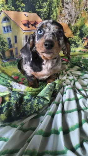 Filhotes Basset mofado 
