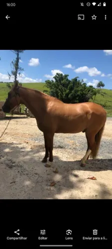 Vendo cavalo marcha picada