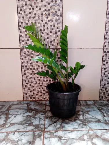 Zamiocuca 