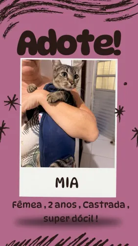 Gata para adoção