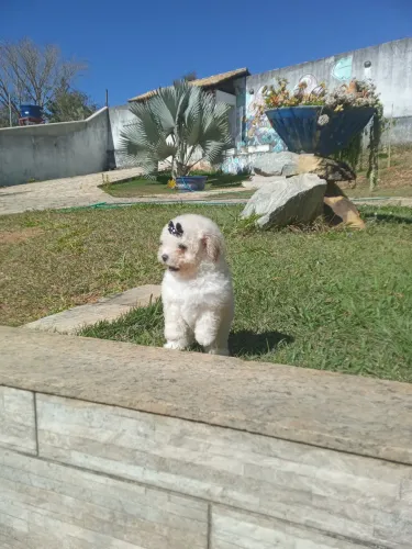 Poodle toy filhotes 