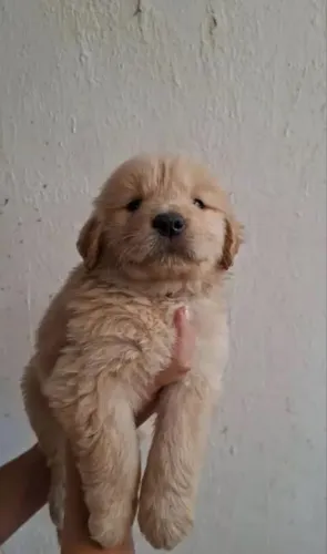 Filhotes de golden retriever pra doação