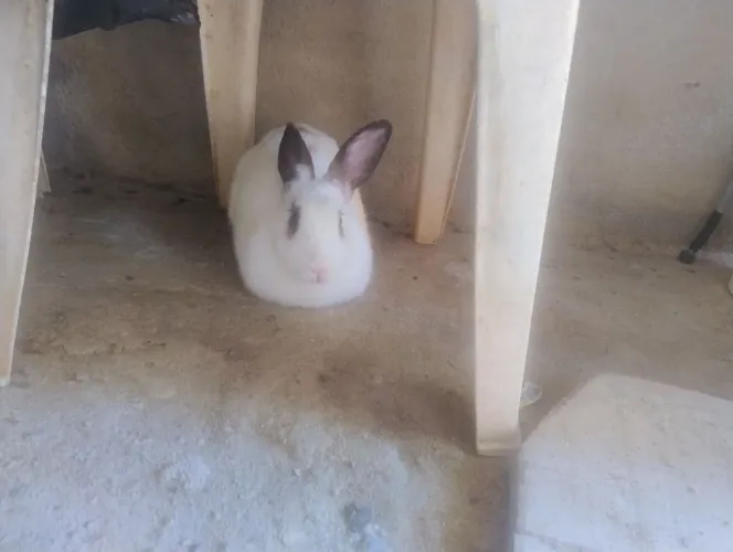 Vende se coelhos