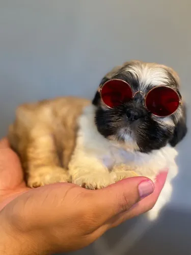 Lindos Filhotes Shitzu mini