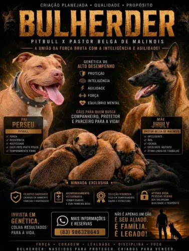 Filhotes de Bullherder