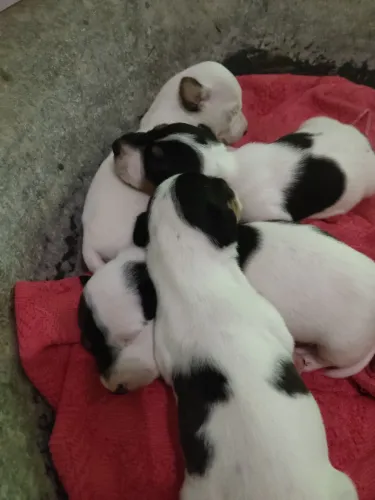 Jack Russell 