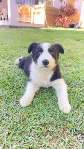 Filhote fêmea Boder Collie