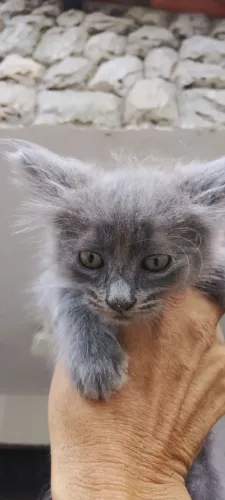Gatinho lindo pra doação 