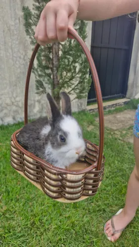 Coelho anão (Dwarf com Mini-Lion)