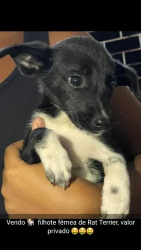 Filhote fêmea rat terrier