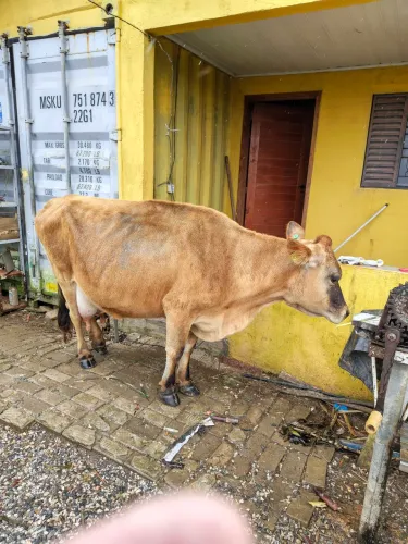 Vaca Jersey quinta cria lactando