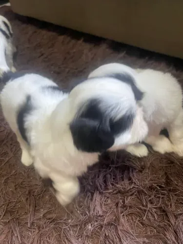 Vendo Shitzu