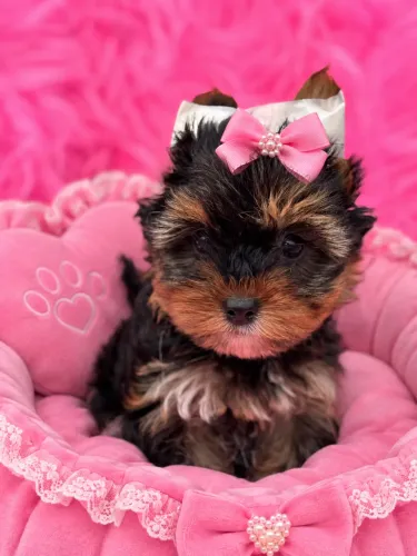 York princesa madame