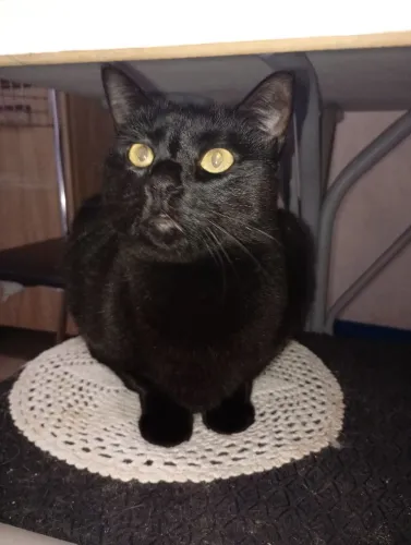 Gata fêmea 