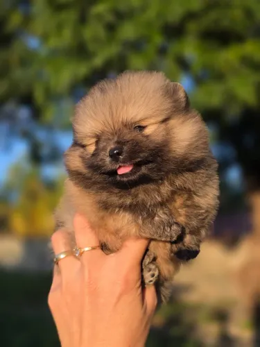 Spitz Alemão Anão Ursinho e Peludo ?