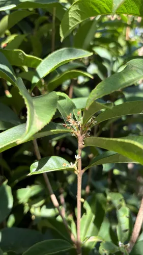 Muda de Jasmin do Imperador