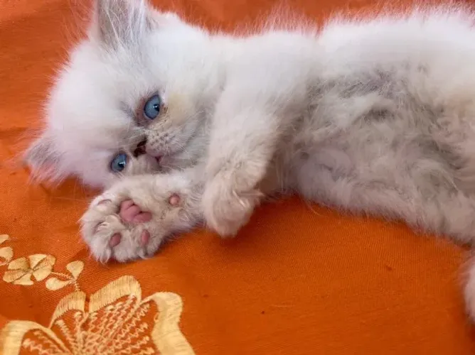 Gato Persa lindos filhotinhos com ótima adaptação familiar