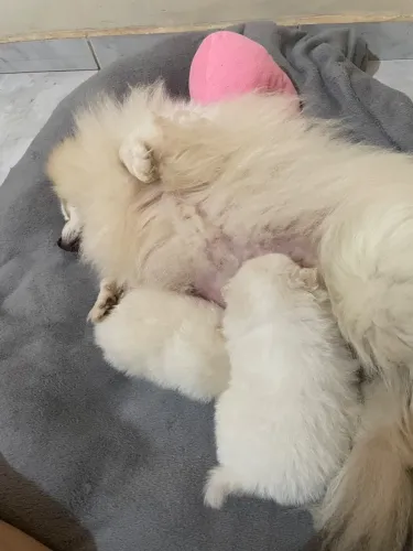 Spitz alemão ( Lulu da Pomerânia ).
