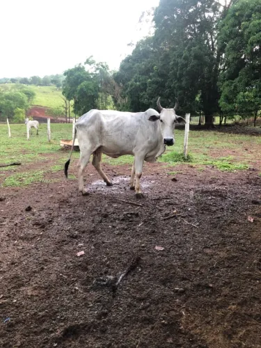 Vaca Nelore boa de raça 