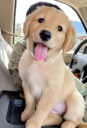 Filhote Golden Retriever, Os mais encantadores estão prontos para um novo lar!
