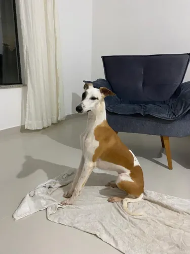 Vendo Whippet com Pedigree, 1,6 ano
