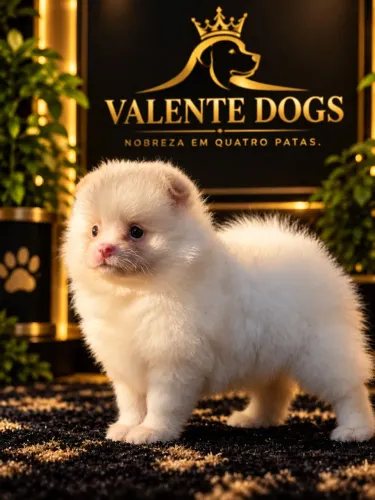 Spitz Alemão Anão