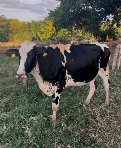Novilha Girolando Prenhe
