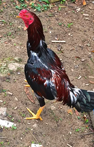 Galo índio