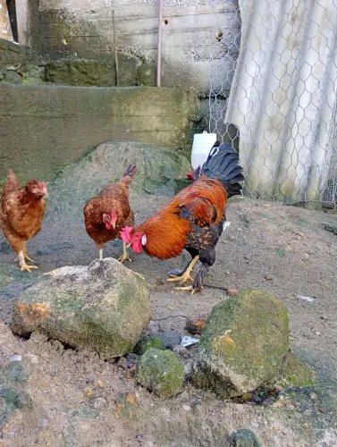 Galo novo