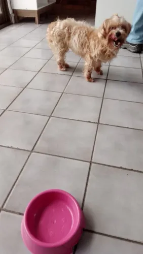 Cachorrinha para adoção