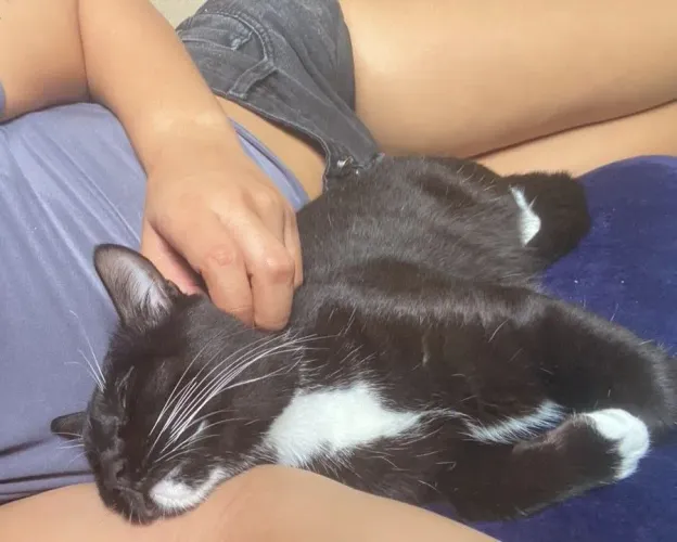 Gato Vacinado (Macho)