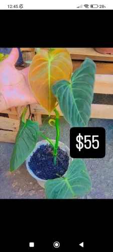 Muda de philodendron melanocrhysum