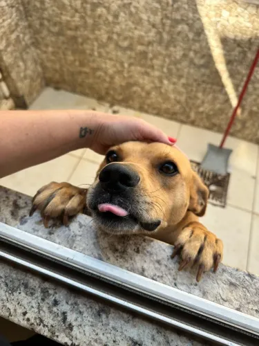 Cachorro - Doação