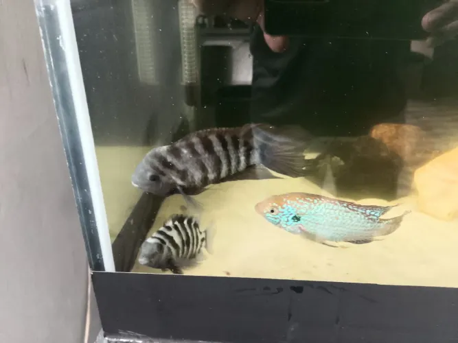 Vendo aquário completo