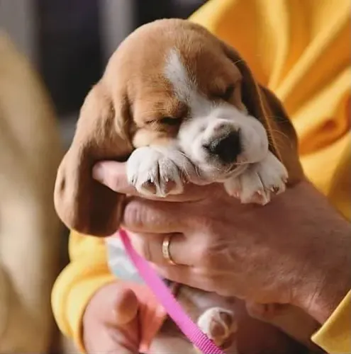Filhote Beagle, Seus dias nunca mais serão os mesmos com esse peludinho ao lado!