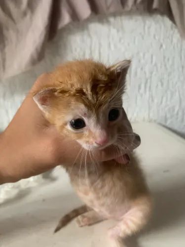 estou doando esse gatinho macho!