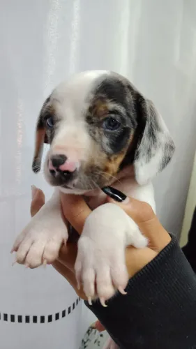 Machinnho de dachunsd  ( Basset)