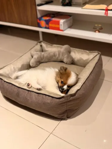 Caminha pet