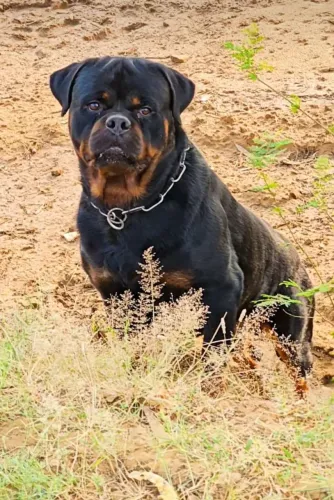 Filhote de Rottweiler fêmea padrão alemão 