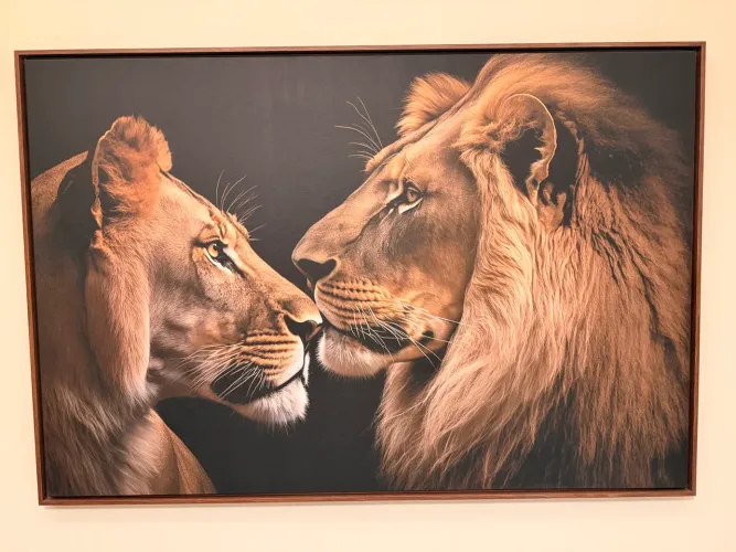 Lindo quadro decorativo - Casal Leoa e Leão 120x0,80