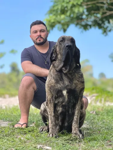 Filhotes de fila brasileiro