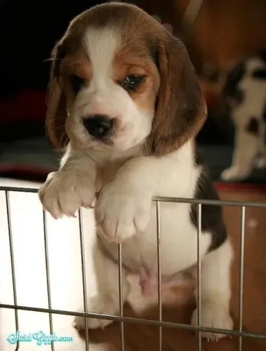 Beagle Filhotes com excelente adaptação familiar