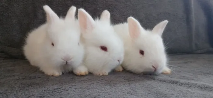 Mini coelhinhos lop fofinhos albino de olhos vermelho