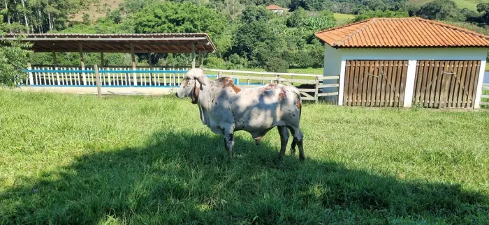 Touro Gir P.O.